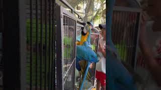 Попугай - parrot