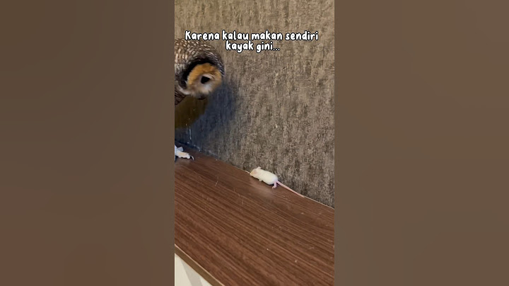 Alasan mengapa Bibib sampai sekarang masih disuapin 😂 #burunghantu #owl #funny #animal