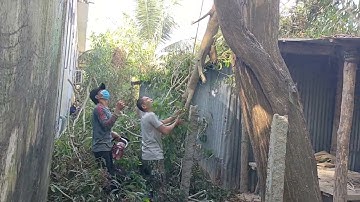 Cưa cây tràm bông vàng hai bên nhà.Cưa cây kỹ thuật cao