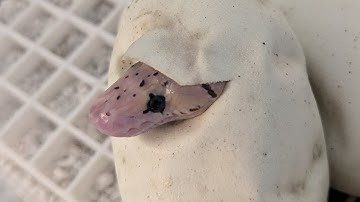 BALL PYTHON BABIES AND FAMILY.  From egg to first shed.