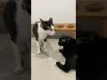 たまに起きる猫の口喧嘩
