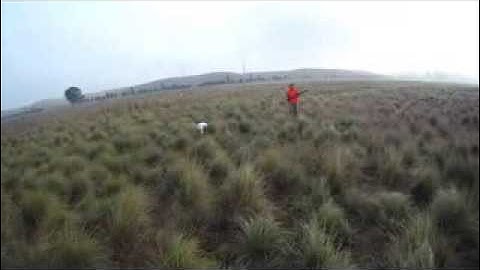trigger english pointer - Kel Hunt November 2013