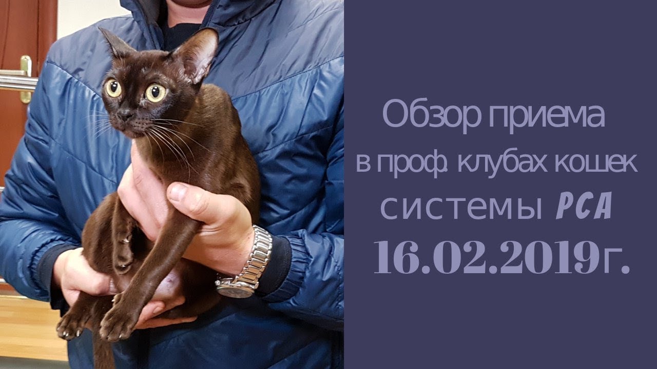 кошки породы Прием в проф. клубах кошек PCA 16.02.2019г