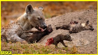 MENGERIKAN!!! Induk hyena MENANGIS ketika anaknya mati dimakan singa yang kelaparan!!!