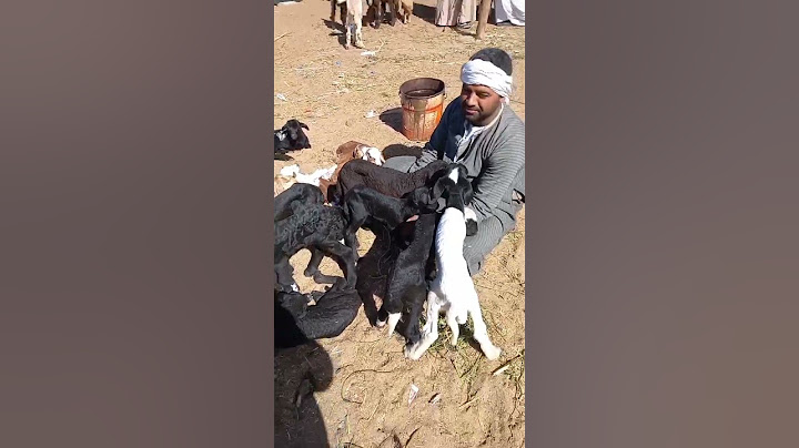 اسعار الخرفان والنتايات القاني