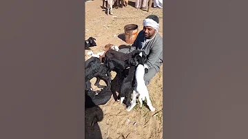 اسعار الخرفان والنتايات القاني 