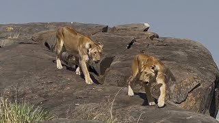 Three Days in Serengeti