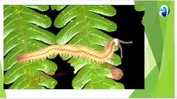 CONNECTING LINKS || LIVING FOSSILS