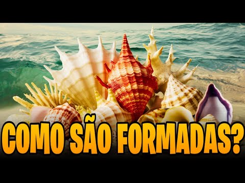 Vídeo: Como as conchas comem?