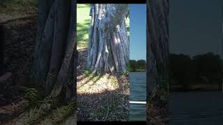 Jerusalem the Golden instr #shorts #music #oldmusic #publicdomainmusic