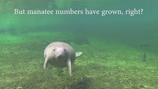 Manatee Downlisting: Manatee Numbers