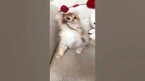 Watch the video about Kimberly is a British Longhair Golden Kitty