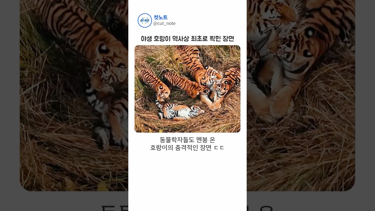 호랑이가 절대 안 한다던 행동이 찍힘 ㄷㄷ 썸네일