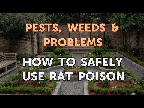 Rat Poison: How Long Before It Works? The Shocking Truth ...
