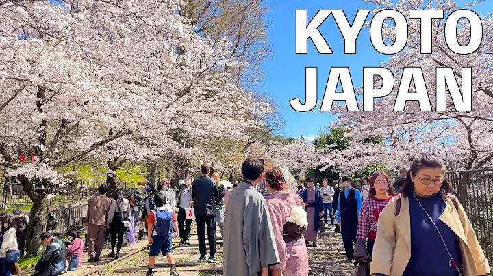 【4K】Kyoto's Full Bloom Cherry Blossoms Walking Tour | JAPAN 2023 - 天天要聞