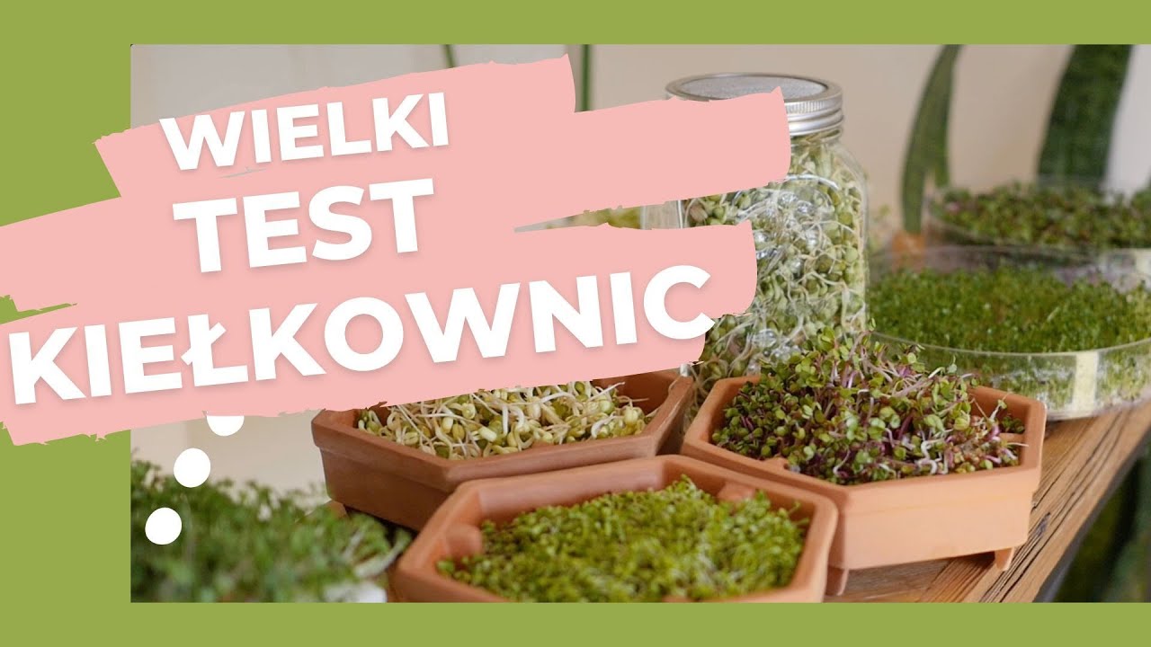 Wielki Test Kiełkownic - Kiełkownica Gliniana, Ceramiczna, Plastikowa, Słoik i Karton po Mleku!