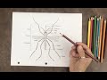 Insects | Mosquito | Life Cycle | Activity | Kids | Read Aloud | Story