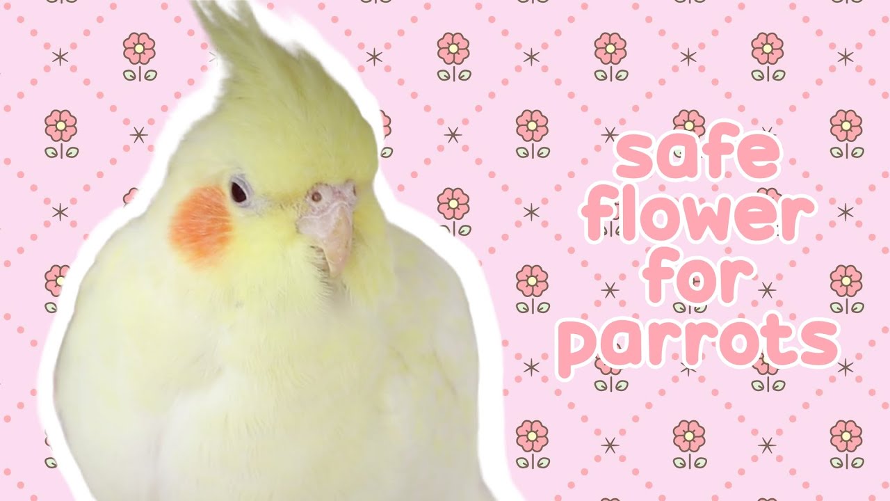 🌺 List of Safe Edible Flowers for Parrots 🌺 YouTube