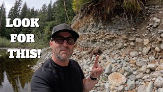 видео: Сегодня ведется разведка большего количества золота картинка: Сегодня ведется разведка большего количества золота