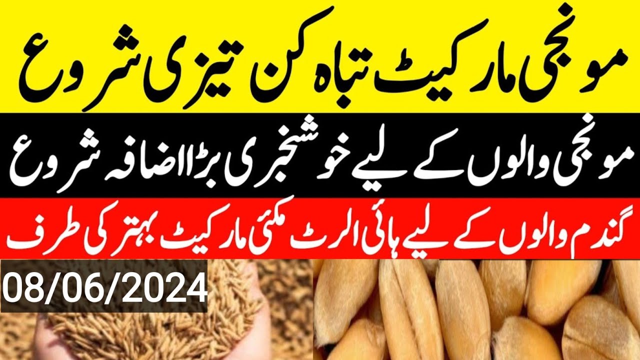 today wheat rate/wheat price in pakistan today/Makki/Sarso/Munji/Till ...