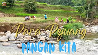 Musik Relaksasi | Para Petani Pedesaan Bekerja di Sawah Seberang Sungai | 4K