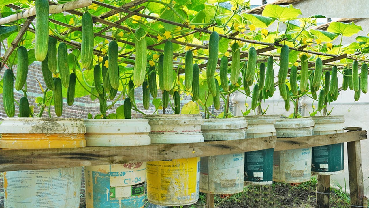 [Home Gardening] Tips for Growing Cucumbers at Home Harvest a Whole Sack  Without a Garden!