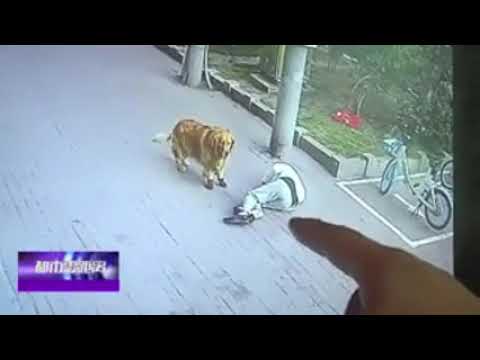 Video: Desmayos En Los Gatos