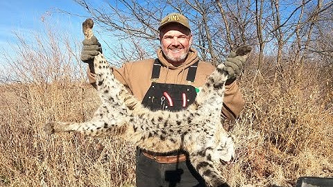 BOBCAT CATCH from my Trapline S4:ep5 #shorts