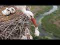 This Wite Stork Bird Sacrifices His Smallest Chick | Full Life Cycle: Egg to First Flight