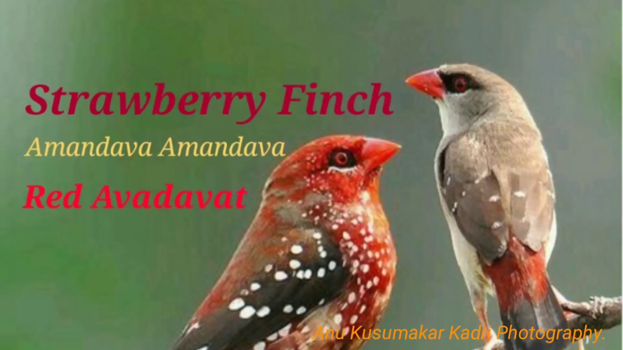 #Strawberry_Finch #Red_Avadavat #Tiger_Finch #Red_Munia #Amandavade #