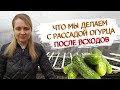 Рассада огурцов после всходов- что нужно сделать.