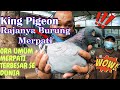 8 Jenis Burung merpati Hias Dari Eropa & Amerika ada Di Jakarta Pigeon Centre