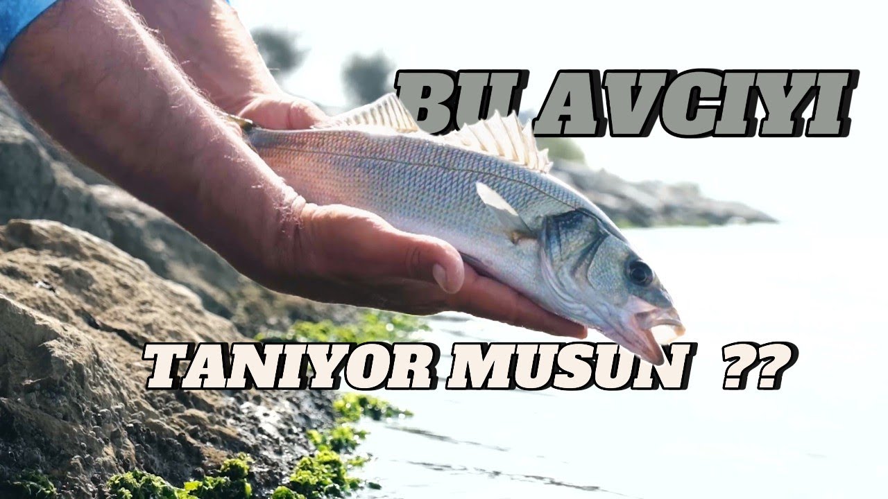 İzmir Kıyılarında Levrek Avına Dair Sırlar