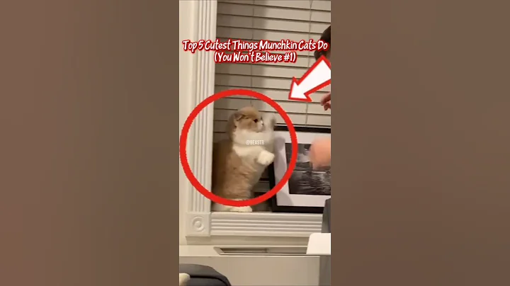 Video 11131071: munchkincat munchkins, munchkin cat pet, cat funnycat munchkin, tiny munchkin cat, legged munchkin cat, munchkin cutest cat