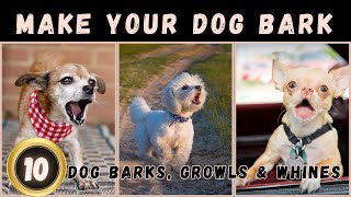 🤔Sounds That Make Your Dog Bark | Dogs Barking Loud | Dog Sounds