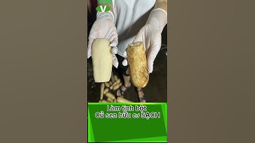 Làm tinh bột củ sen hữu cơ sạch như nào? #tinh_bột_củ_sen #shorts