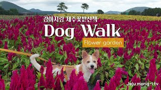 강아지랑 산책영상 '제주 보롬왓' Dog video walking on a flower garden.