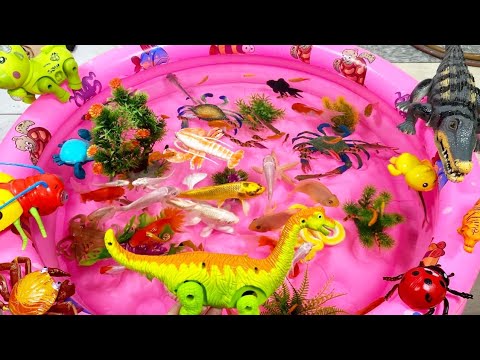 Video Con Khủng Long,Cá Chép,Cua,Cá Heo,Cá Mập,Kiến,Bọ... - youtube