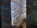 Sotos The Birds:Καλημέρα Σε Όλους Μάς:Εσωτερική Εκτροφή Sotiris Nikologiannis 3 Μαΐου 2026.👍👍👍