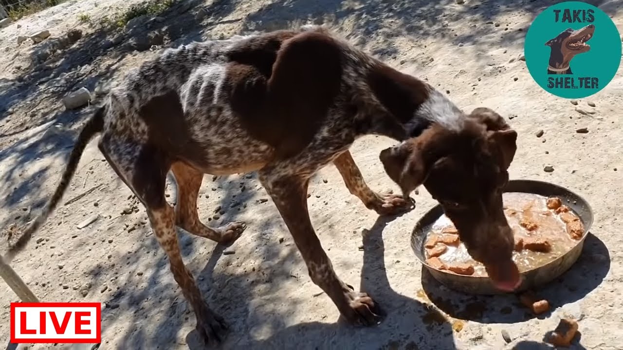 dog saved by dolphin Our new Pointer friend enjoys food - Takis Shelter