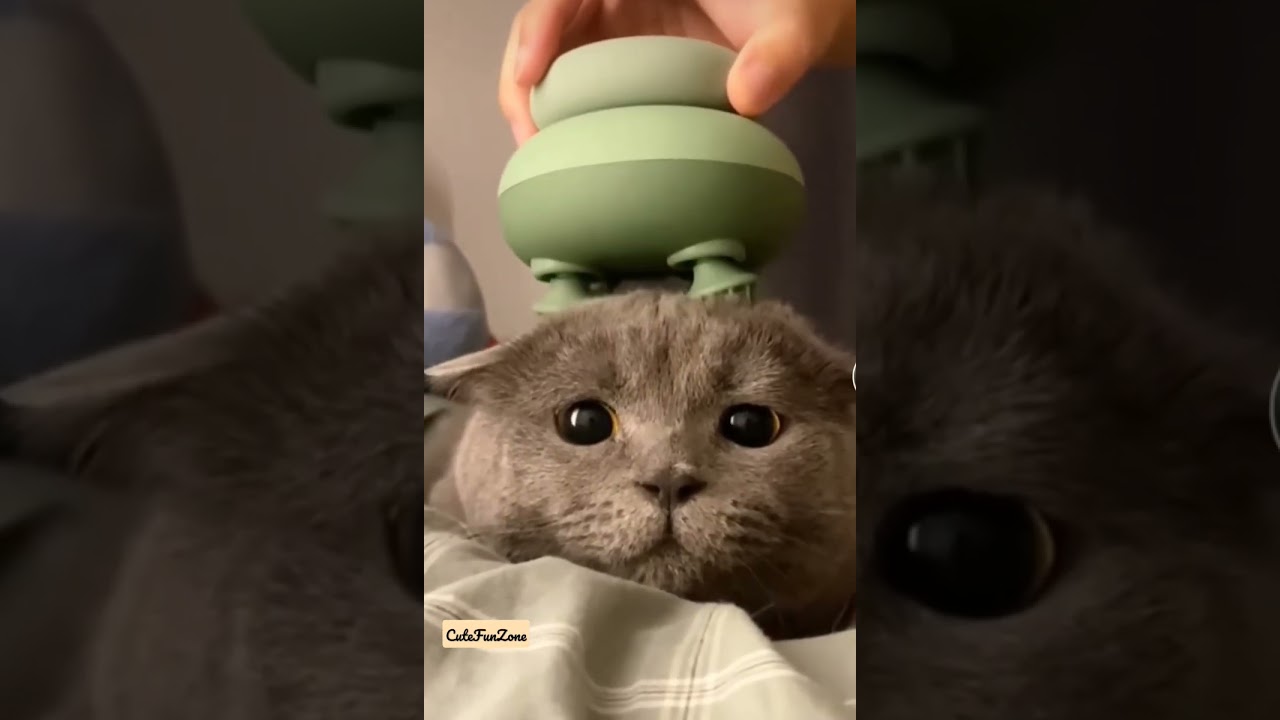 cute cat getting head massage 🥺🤭 | Most Satisfying video 