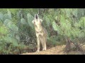 Coyote Howling in Mexico