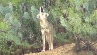 Coyote Howling in Mexico