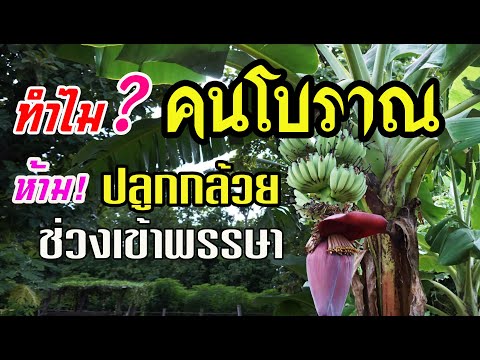 วีดีโอ: กล้วยแยกเป็นพวง - เหตุผลที่ทำให้กล้วยแตก