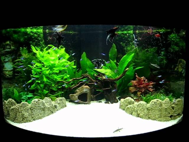 Juwel Aquarium - Our Trigon 190 planted . #aquarium #welove_aquarium #fish  #lovefisch #roots #stone #aquarium #aquariumhobby #aquariumdesign  #aquariumfish #aquariumlife #aquariumfans #aquariumtank #aquariums  #aquariumplants #aquariumfun