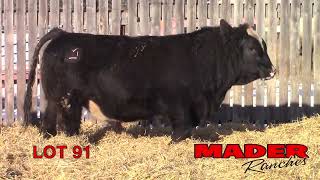 2024 Mader Ranches Bull Power Lot 91