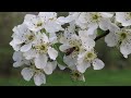 Honey bee pear flowers//NB Non Copyright Free for u Full HD 1080P canon EOS 70D