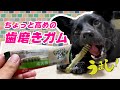 いつもより高めの歯磨きガムをあげてみた！【グリニーズプラス】