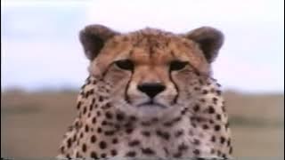 Really Wild Animals: Swinging Safari 1993 VHS