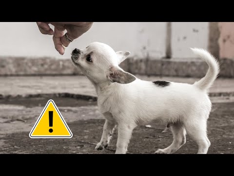 Video: Cómo alimentar a un cachorro American Bully: 7 pasos